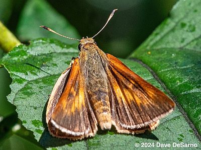 Rare Skipper