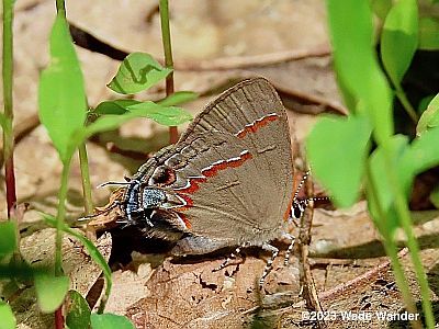 Red-banded Hairstreak