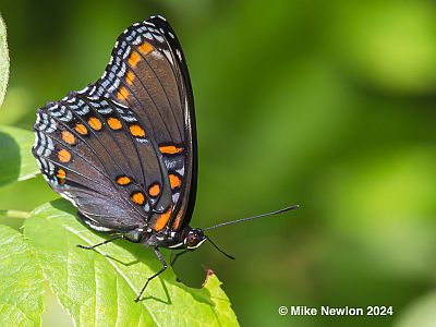 Red-spotted Purple