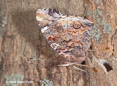 Red Admiral