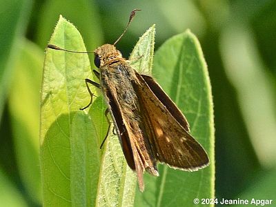 Salt Marsh Skipper