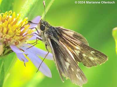 Salt Marsh Skipper