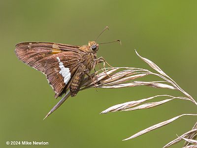 Silver-spotted Skipper