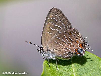 Striped Hairstreak