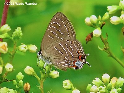 Striped Hairstreak