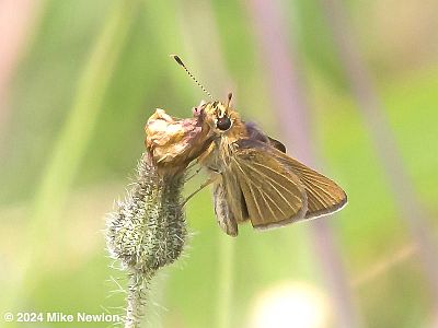 Swarthy Skipper