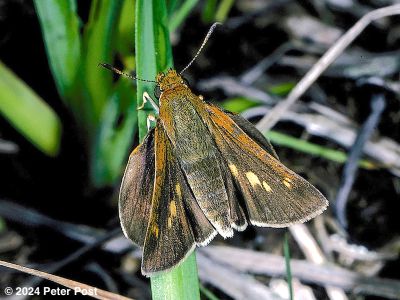 Two-spotted Skipper