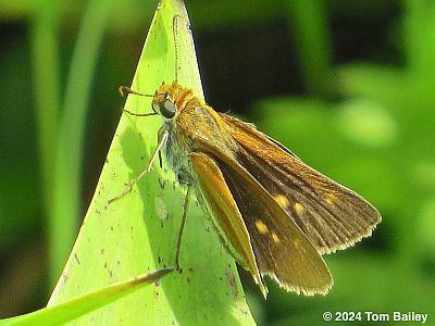 Two-spotted Skipper