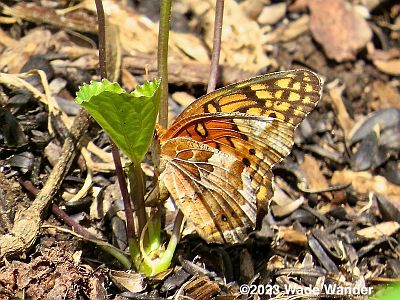 Variegated Fritillary