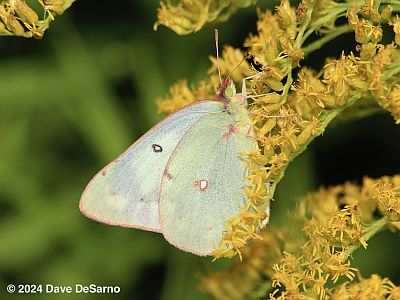 Orange Sulphur