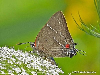 White M Hairstreak