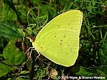 Cloudless Sulphur