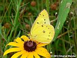 Clouded Sulphur