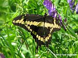 Giant Swallowtail