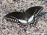 Spicebush Swallowtail