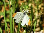 Falcate Orangetip