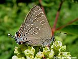 Hickory Hairstreak