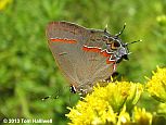 Red-banded Hairstreak