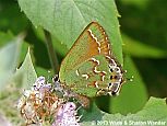 juniper Hairstreak