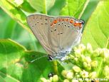 Coral Hairstreak