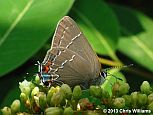 Oak Hairstreak