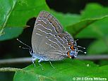 Striped Hairstreak