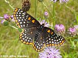 Baltimore Checkerspot