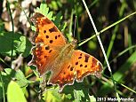 Eastern Comma