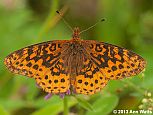 Meadow Fritillary