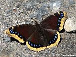 Mourning Cloak