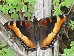 Milbert's Tortoiseshell