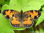 Pearl Crescent