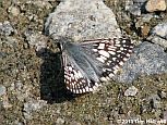 Common Checkered-Skipper