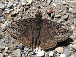 Juvenal's Duskywing