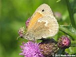 Common Ringlet