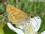 Indian Skipper