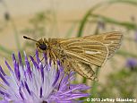 Salt Marsh Skipper