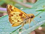 Zabulon Skipper