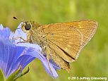 Crossline Skipper