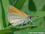 European Skipper