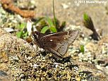 Dusted Skipper