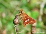 Leonard's Skipper