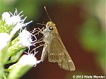 Ocola Skipper