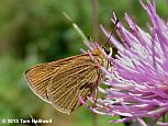 Swarthy Skipper