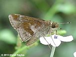 Clouded Skipper