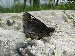 Common Roadside-Skipper