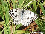 Checkered White