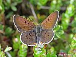 Bog Copper