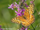 Variegated Fritillary