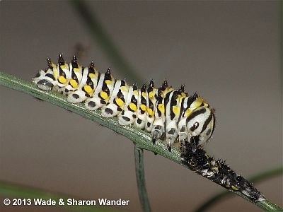 Black Swallowtail caterpillar